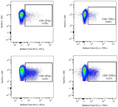 HHV-6 Specific T-Cell Immunity in Healthy Children and Adolescents